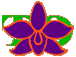 Thai Orchid